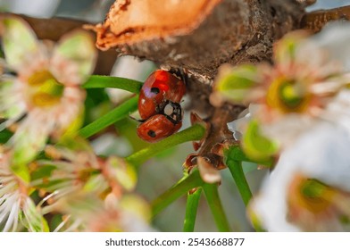 Two ladybugs mating on a blooming plum branch, a detailed spring close-up in - Powered by Shutterstock