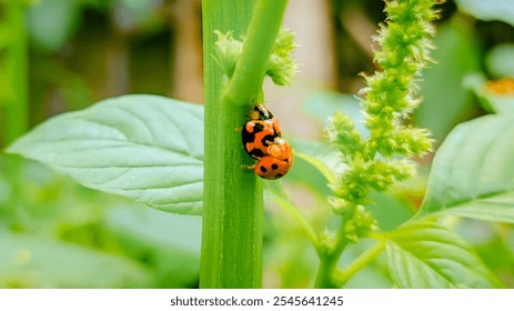 Two ladybugs mating on a green leaf, captured up close - Powered by Shutterstock