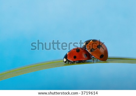 Two ladybugs on grass blade loving each other against blue background.