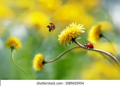Two ladybugs on a yellow spring flower. Flight of an insect. Artistic macro image. Concept spring summer. Free space.