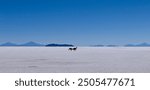 Two lamas chasing each other in the salt plane of the Salar de Uyuni (southern Bolivia, South America) to the horizon with mountains of the Andes in the background