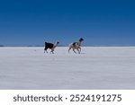 Two lamas chasing each other in the vast and flat salt plane of the Salar de Uyuni (southern Bolivia, South America) 