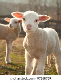 Two lambs