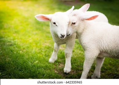 Two Lambs Cuddling On The Grass