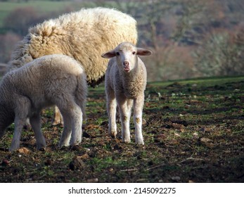 Two Lambs Grazing With The Herd In Golden Light.