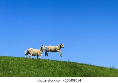 Two lambs, one jumping, on a green dike and with a clear blue sky.