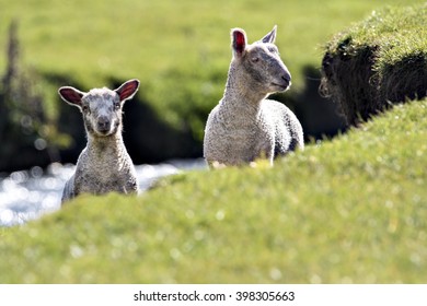 Two Lambs Peering Over The Edge Of A River Bank