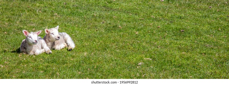 Two Lambs In Spring Sunshine, The Cotswolds, England, United Kingdom