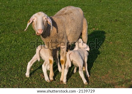 Similar – Schönes Lamm neben seiner Mutter