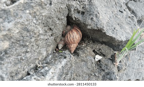 Two land snails hiding inside a dark crevice of a grey stone wall, seeking shelter in their natural habitat.