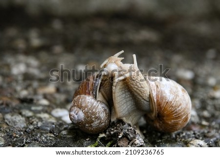 two Landsnails during the pairing