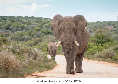 15,353 Elephants road Images, Stock Photos & Vectors | Shutterstock