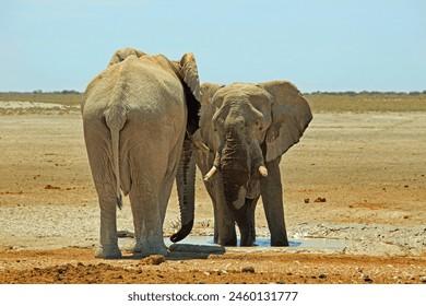 Two Large African Elephants standing face to face, with a vast open dry desert background and clear blue hazy sky - Powered by Shutterstock