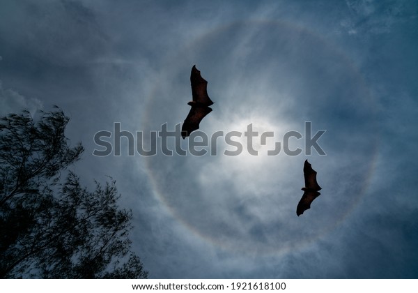 Two Large bats flying in the night under a\
bright full moon with visible\
aurora