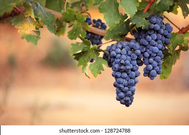 Two large bunches of red wine grapes hang from a vine, warm background color.