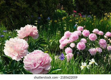 Two Large bush of pink peonies in a lush luxury garden.  - Shutterstock ID 2185622059