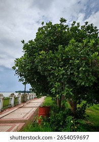 The two large camphor trees in the small yard of the home garden were growing very tall and had lush, green leaves. A red plastic barrel was placed under one tree to store water for the plants. 