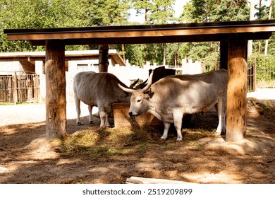 Two large cattle feed on hay in a rustic, shady wooden paddock. One animal stands by a wooden trough, while the other grazes on the ground. Trees and fences can be seen in the background.