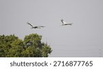 Two large common cranes glide gracefully through a pale sky, their wings fully extended. They fly in tandem over a lush line of green trees, capturing a serene moment of wildlife in motion.