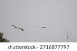 Two large common cranes glide gracefully through a pale sky, their wings fully extended. They fly in tandem over a lush line of green trees, capturing a serene moment of wildlife in motion.