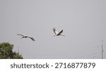 Two large common cranes glide gracefully through a pale sky, their wings fully extended. They fly in tandem over a lush line of green trees, capturing a serene moment of wildlife in motion.