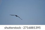 Two large common cranes glide gracefully through a pale sky, their wings fully extended. They fly in tandem over a lush line of green trees, capturing a serene moment of wildlife in motion.