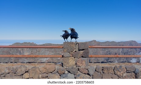 Two Large Crows On Top Of A Wall 