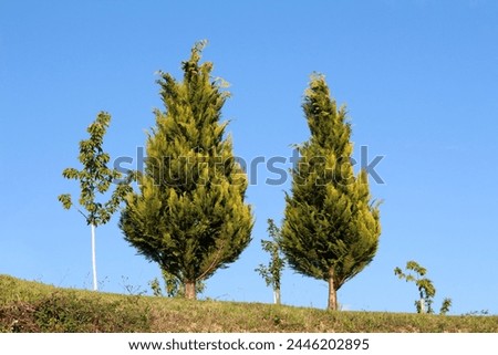 Two large Cypress or Cupressus evergreen trees with uncut light to dark green scale like leaves waving in the wind growing on top of hill next to other small young trees on clear blue sky background