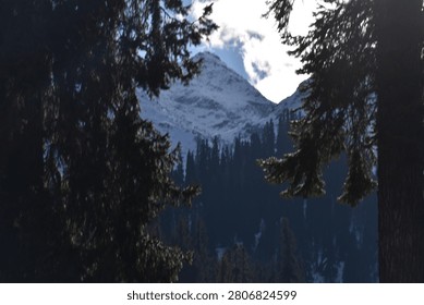 Two large, dense evergreen trees stand in the left and right foreground, creating a natural vertical frame. Their heavy boughs, detailed needles, and thick trunks are cast into deep silhouette, partially obscuring the landscape beyond.

Framed between the dark tree silhouettes is a steep mountain slope covered in a dense coniferous forest that rises toward a majestic alpine peak. The towering, pointed summit in the background is heavily blanketed in pristine white snow, cutting a sharp profile against the sky.

Bright, natural daylight breaks through a partly cloudy sky directly above the snowy peak, casting a brilliant glare over the upper right branches. This strong backlighting creates a dramatic contrast between the sunlit alpine background and the heavily shadowed forest foreground, emphasizing a remote sense of wilderness grandeur.