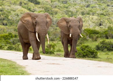 Two large elephants walking down a road with bush on either side