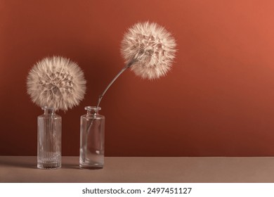 Two large fluffy dandelions in mini vases against a terracotta wall.