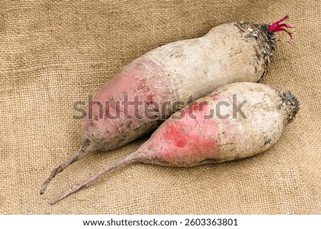 Two large fodder beets against the background of burlap. Close-up of a natural beetroot.