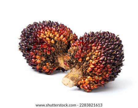 Two large fresh palm oil bunch isolated on white background. Clipping path.
