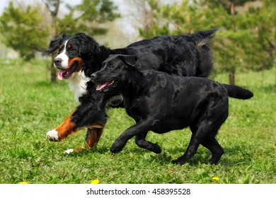 Two Large, Good Family Dog - The Labrador Retriever And The Bernese Mountain Dog Having Fun Running And Playing 