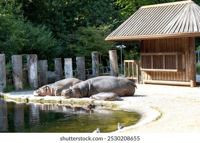 Two large hippos are resting by the pond on a sunny day - Powered by Shutterstock