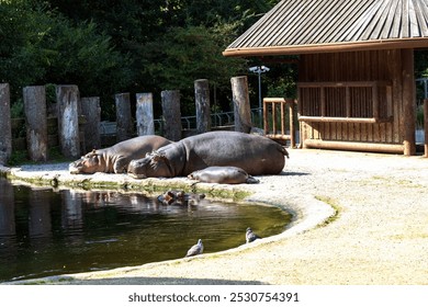 Two large hippos are resting by the pond on a sunny day - Powered by Shutterstock