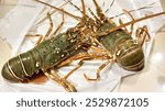 Two large, live European lobsters (Palinurus elephas) are displayed on a white surface. They are a dark green color with brown and orange bands on their bodies. 