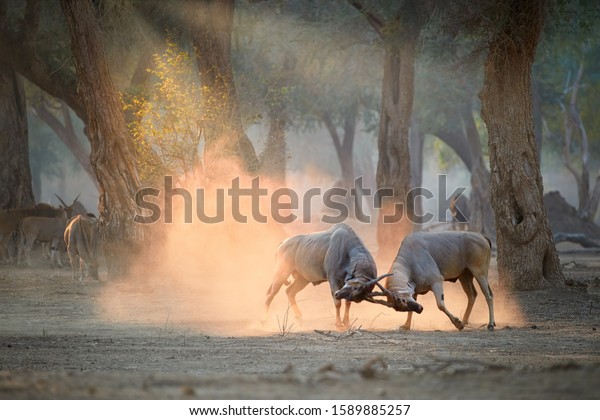 Two large male Eland antelopes, Taurotragus
oryx, fighting in an orange  cloud of dust backlighted by rays of
morning sun. Low angle,  photo of wild animals, walking safari in
Mana Pools, Zimbabwe.