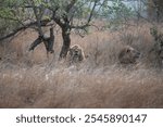 Two large maned lion coalition partners lie in the shade to rest after feeding on their buffalo kill.