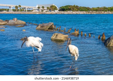 Two large marsh storks (Mycteria americana) with long, thick, downward-curving beaks hunt in shallow water near the remains of an old bridge in Sebastian Inlet State Park, Florida.