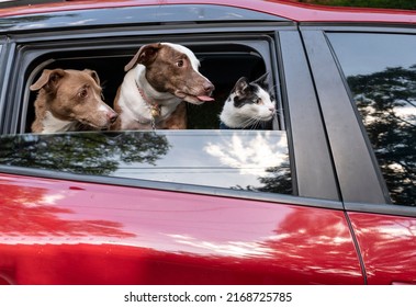 Two large mixed breed dogs and a cat looking at the window of a red car  - Shutterstock ID 2168725785