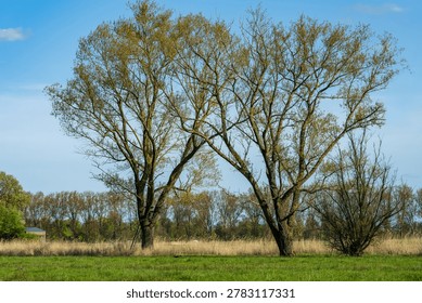 Two large oak trees stand side by side; their branches reach into each other’s canopies, and delicate green spring leaves are growing at the tips. The sun is shining.