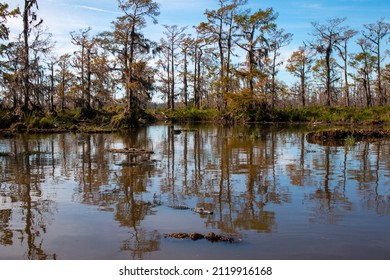 Two Large And One Small Alligator In The Swamp Near New Orleans, Louisiana, An Airboat Tour.