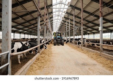 Two Large Paddocks With Purebred Milk Cows Eating Livestock Feed Inside Contemporary Animal Farm And Tractor Moving Forwards Along Aisle