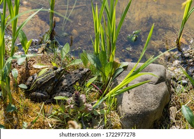 Two large picturesque frogs Rana ridibunda on shore of garden pond. Close-up. One frog sits on another. Natural habitat. Early spring in landscaped garden. - Powered by Shutterstock