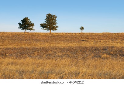 Two large pines appear to be parents of a small child pine tree, in a golden, grassy field and under a clear blue sky