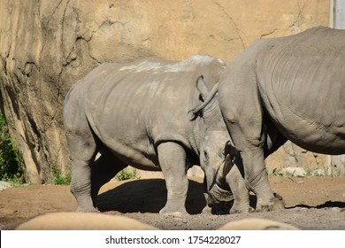 Two Large Rhinoceroses Butting Heads 