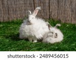 Two large sized Angora White gray rabbits sit on green grass on a sunny day before Easter, look at the camera and away