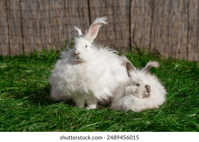 Two large sized Angora White gray rabbits sit on green grass on a sunny day before Easter, look at the camera and away