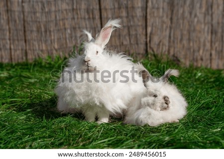 Two large sized Angora White gray rabbits sit on green grass on a sunny day before Easter, look at the camera and away